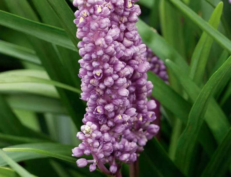 Liriope muscari 'Big Blue'